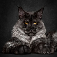 Вячеслав Лисин