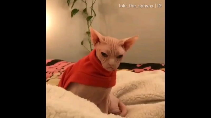 Grumpy cat