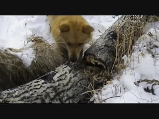 Счастливые люди: Год в тайге / Happy People: A Year in the Taiga (2010) Вернер Херцог, Дмитрий Васюков / документальный