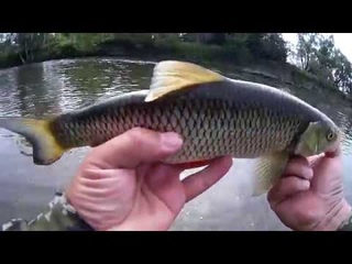 YO ZURI L-MINNOW 44 ,Колебалка LJ и какой то китаец ловят Голавля .