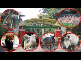 ထားစရာေနရာ မရွိလုိ ့ရန္ကုန္တိရိစာၦန္ဥယ်ာဥ္ထဲက တိရိစာၦန္ေတြ မ်ဳိးပြားခြင့္မရွိေတာ့
