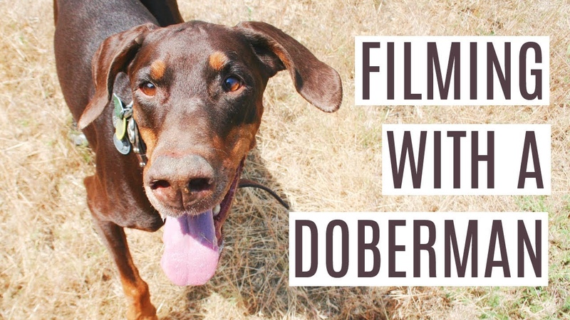 Filming with a Doberman