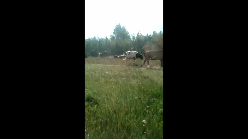 VID_20180809_100617.mp4