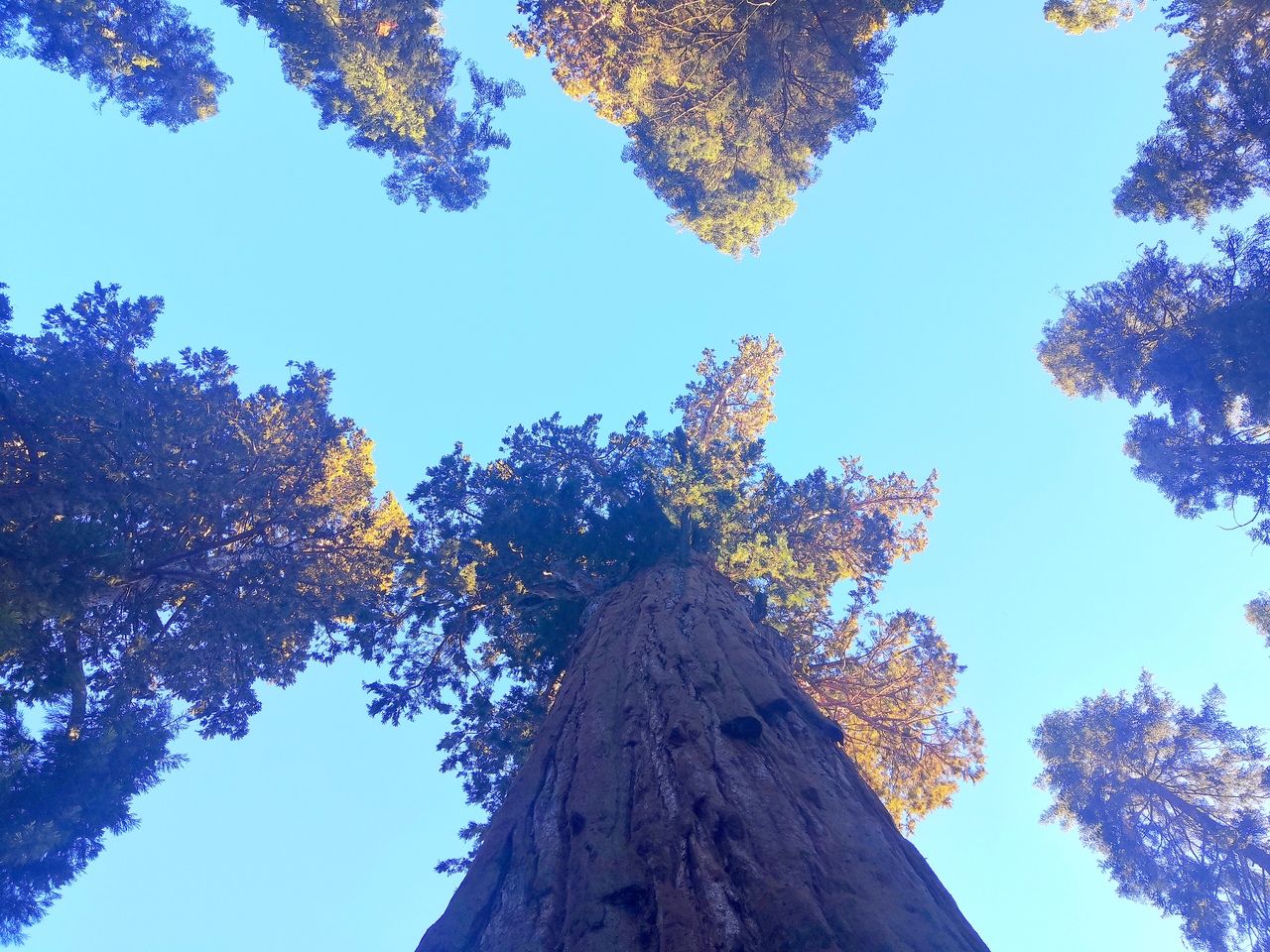 Ударим автопробегом по дикому западу! USA 2019 7-25 марта.