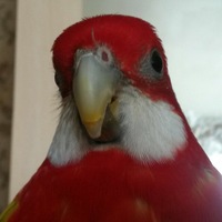 Анисимов Павел