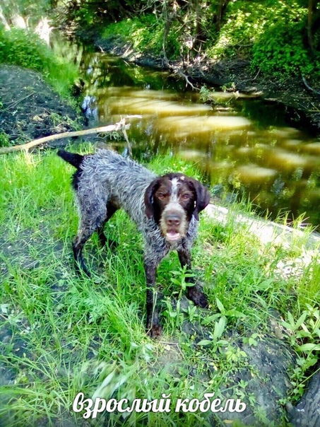 Пензенская обл, Пензенский р-н, Ермоловка (собаки могут быть