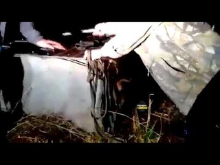 Новосибирцы нашли собаку в наглухо заколоченной будке в лесу