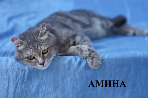 Кошки красотки, от паразитов обработана, стерилизованы ищут 