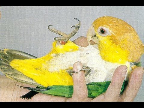Caique Papağanı renkli kuş dünyası