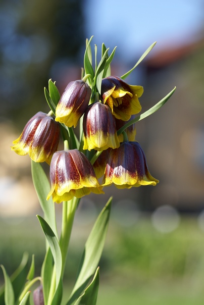 рябчик михайловского рябчик михайловского (fritillaria michailowsyi) изящное мелколуковичное растение высотой 15-25 см. его родина северо-восток турции. вид описан в 1904 году.в последнее время