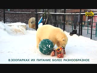 Рацион белых медведей