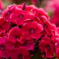 Ирина Волохова | 