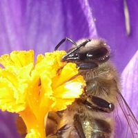 Лена Волошановська