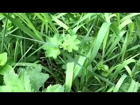 Сбор Живой Воды Личный архив ведьмы