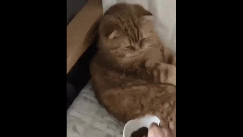 Doc11828900_478312150.mp4