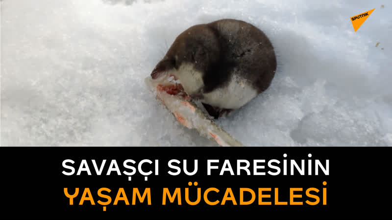 Minik ve korkusuz