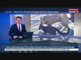 Новости на «Россия 24» • Среднеазиатская овчарка взяла под свою опеку детеныша персидского леопарда