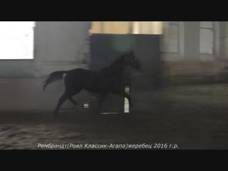 Рембрандт( Royal Classic Elite (Роял Классик Элит) -Агапа)жеребец 2016 г.р.