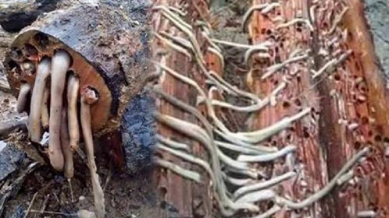 ӘЛЕМНІҢ ЕҢ СҰМДЫҚ ТАҒАМДАРЫ