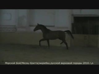 Морской Бой(Месяц-Бретта)жеребец русской верховой породы 2016 г.р.