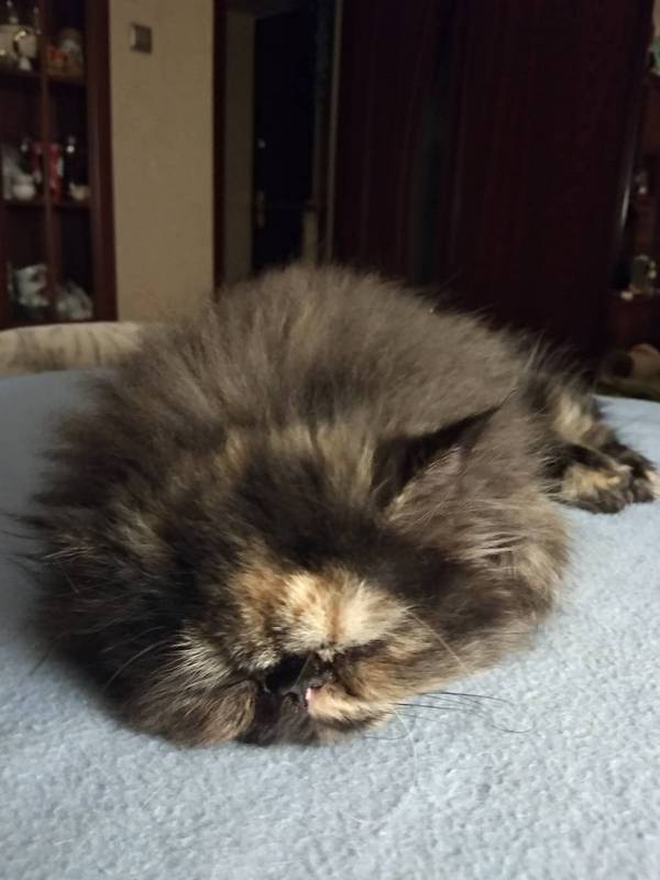 Кошки в нашей жизни. Кошки и все, что с ними связано.