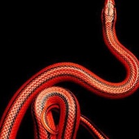 Рада Адкина