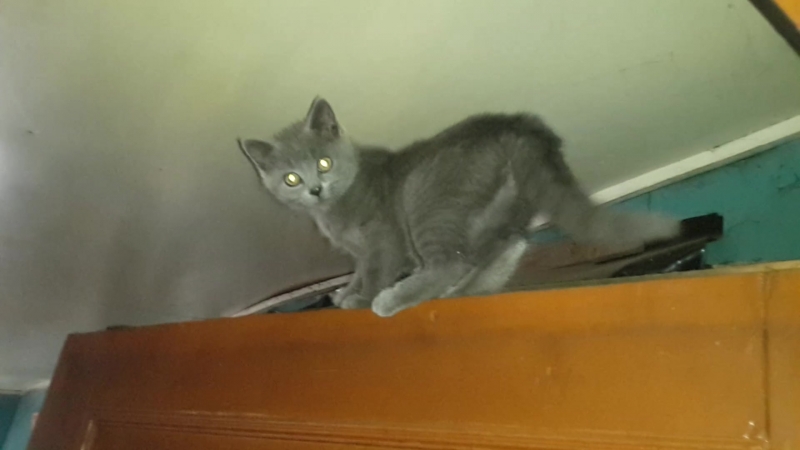 Мой котик Яша часть 2