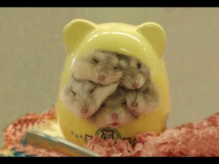 THE CUTEST BABY HAMSTERS VIDEO COMPILATION