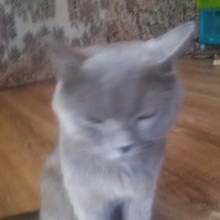 Тимур Салахов |