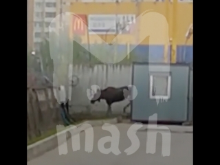 В Питере полиция и МЧС несколько часов ловили злого лося