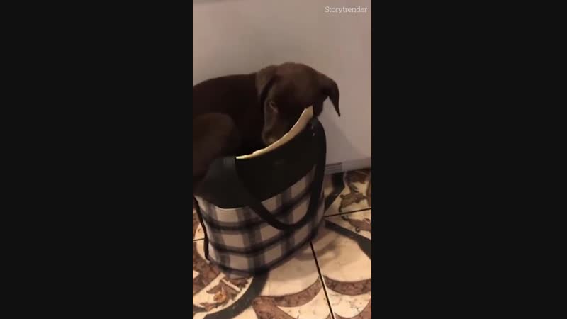 Гнездышко для собакена!