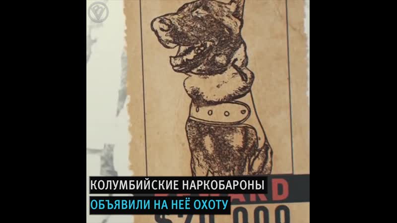 Пес – гроза наркобаронов