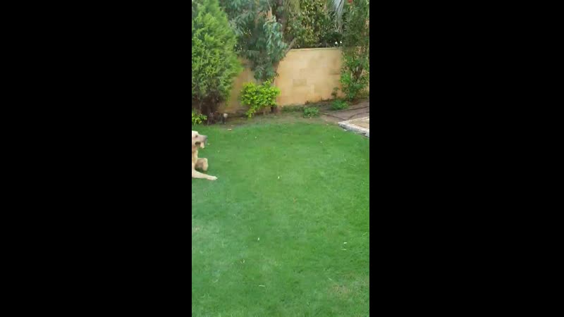 20190518_170315.mp4