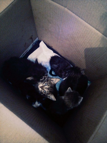 Вчера нам подкинули 6 котят… Хотя у нас самих 7 и уже просто