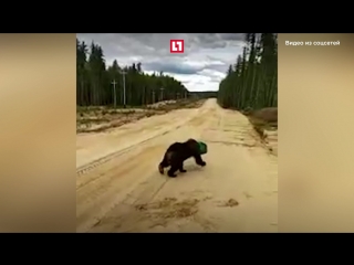 Медведь застрял головой в канистре