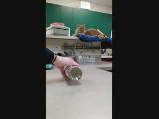 Кот-донор купается в кошачьей мяте