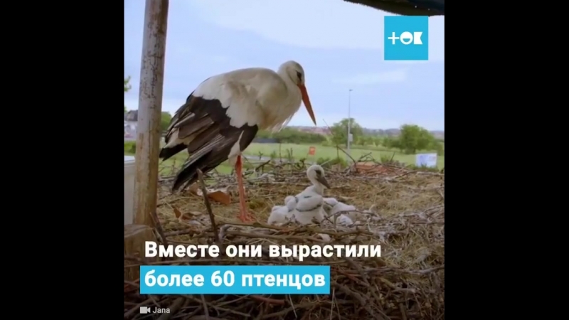 Аист Малена с больным крылом