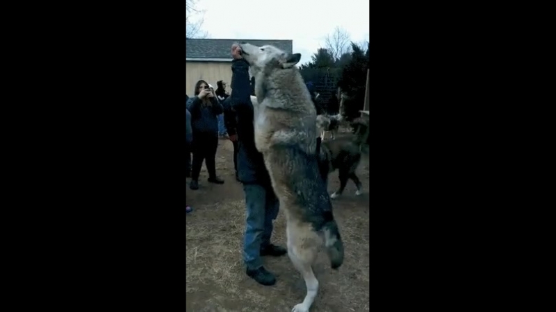 Волкособ.mp4