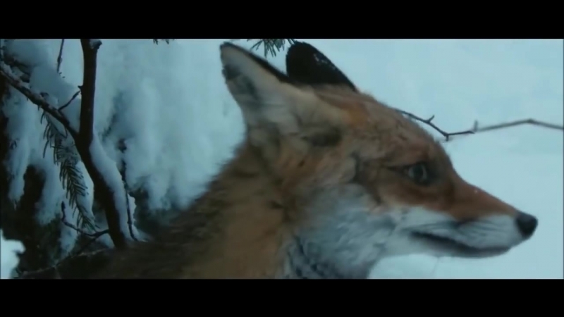 Vaşağın tülkü ovu⁄ Lynx hunts a fox