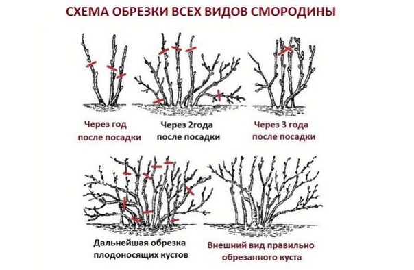 КАК ПРАВИЛЬНО ОБРЕЗАТЬ СМОРОДИНУ 1. При обрезке чёрной смородины нужно помнить о том, что плодовые почки закладываются на приросте текущего года.2. Чем больше прирост, тем выше урожай ягод на