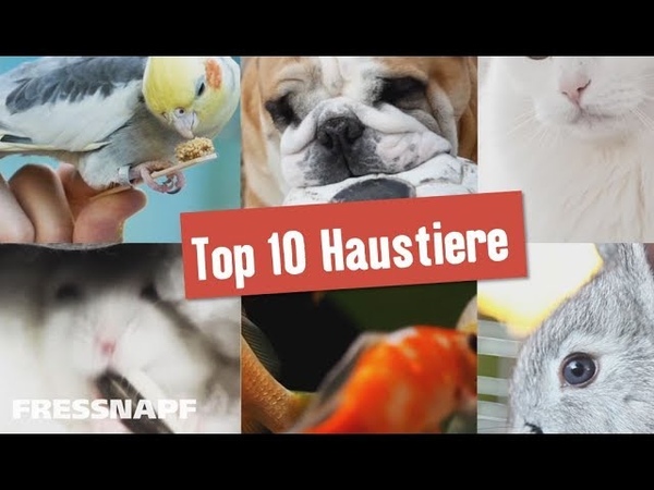 Top 10 Haustiere