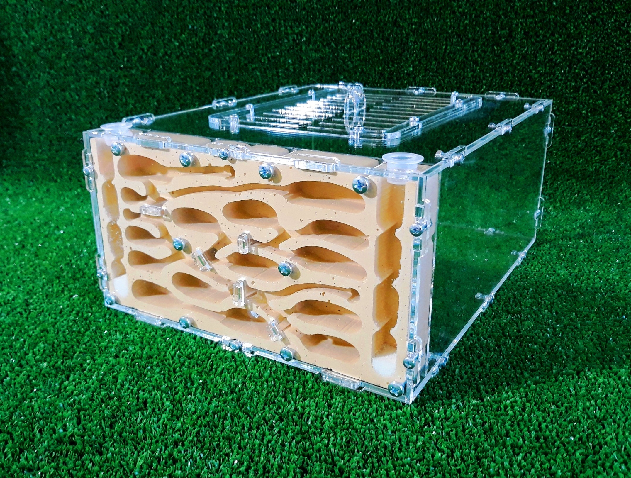 Ant farm