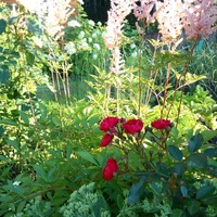 Людмила Квасова | Новосибирск