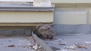 Маленькое чудо - живёт рядом с работой. A miracle in feathers or a gull chick.
