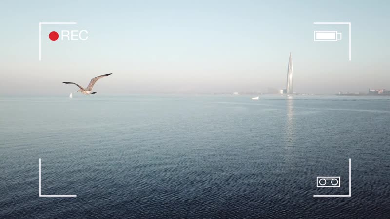 Fly with birds.