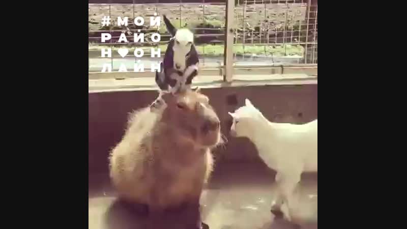 Будь невозмутим, как капибара.mp4
