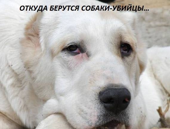 ОТКУДА БЕРУТСЯ СОБАКИ-УБИЙЦЫ… Звонок из приюта: — Боря, ты можешь подъехать за собакой — Что за собака-то — Алабай. Только он в очень плохом состоянии… — — Мужик привез усыплять. Только он