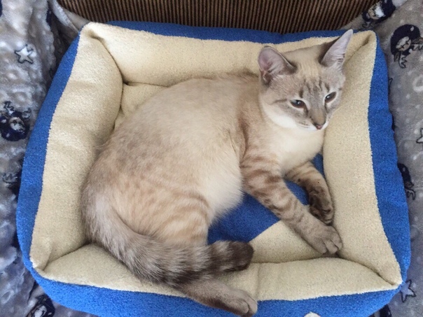 Молодая нежная кошечка с тайскими корнями ищет дом