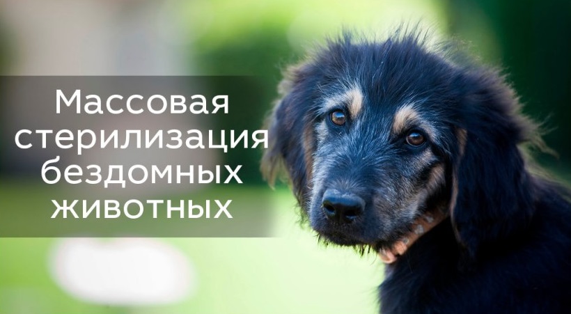 В Северодонецке приступили к работе по стерилизации бродячих животных В Северодонецке приступили к работе по стерилизации бродячих животных