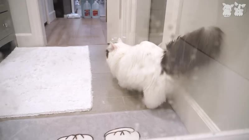 욕조에 빠진 집사를 구하려는 고양이 🐤 삐약주의